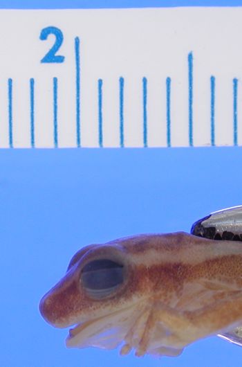 Media type: image; Herpetology A-64369